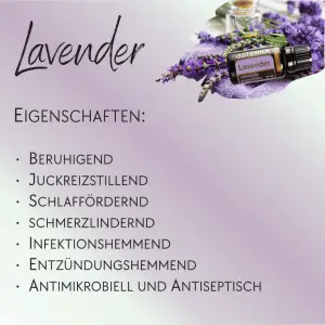 Lavendel - 10 Stück